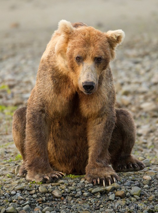 soft brown bear